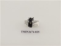 藏品(象鼻蟲(2))的圖片